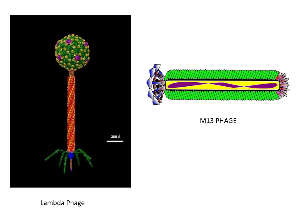 m13 phage