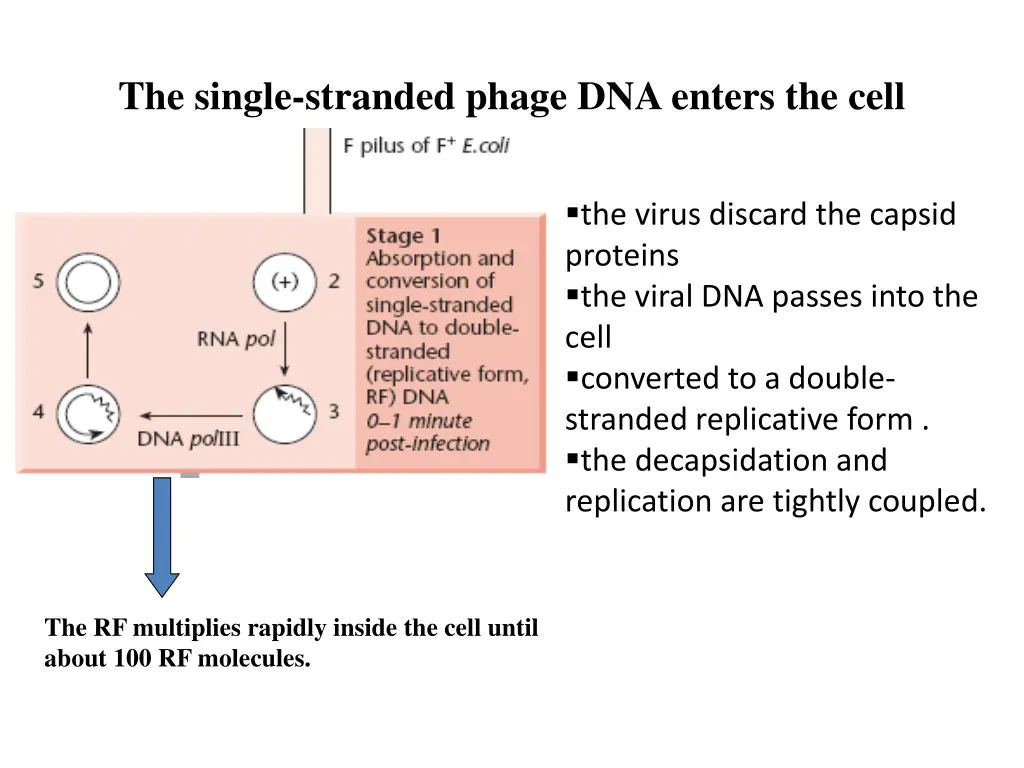 the single stranded phage dna enters the cell