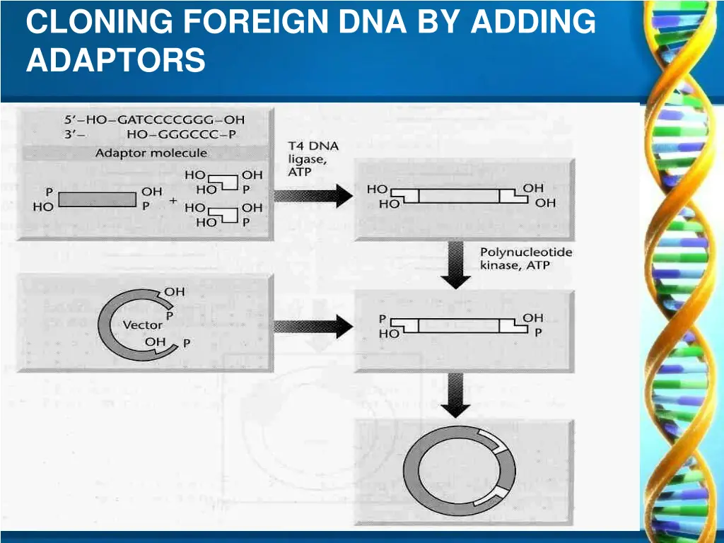 cloning foreign dna by adding adaptors