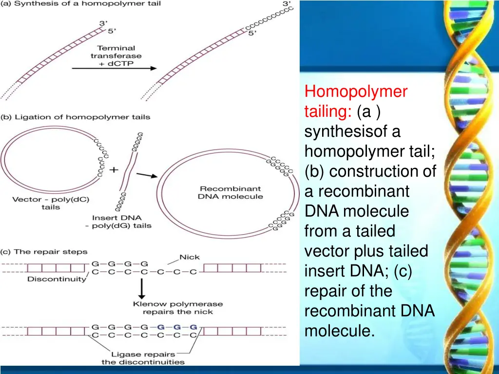 homopolymer tailing a synthesisof a homopolymer