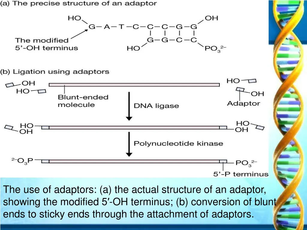 the use of adaptors a the actual structure