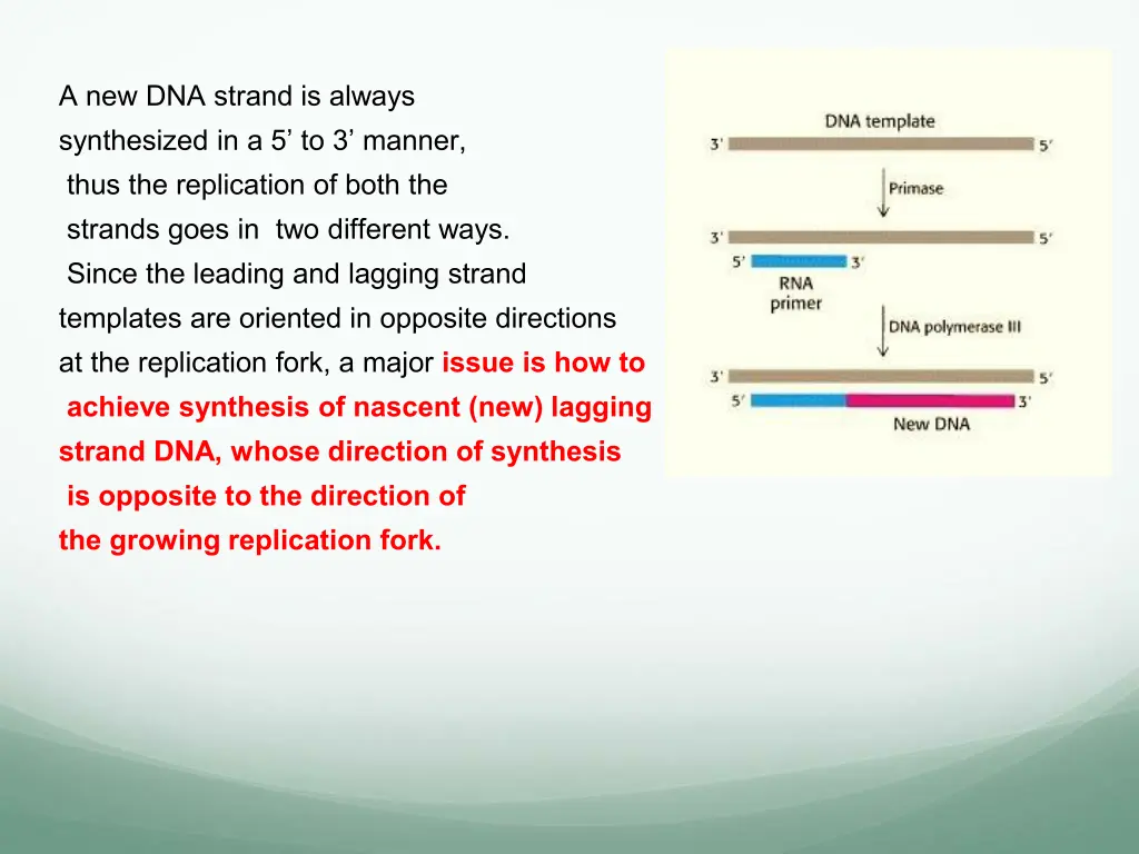 a new dna strand is always synthesized