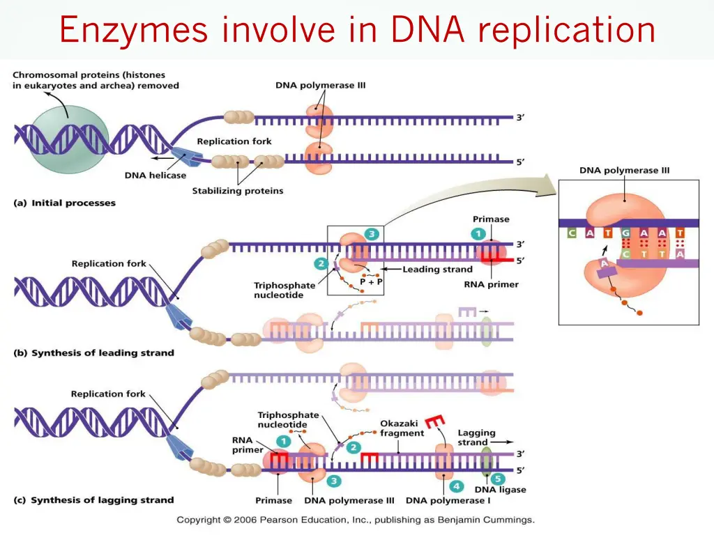 enzymes involve in dna replication