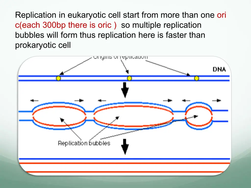 replication in eukaryotic cell start from more