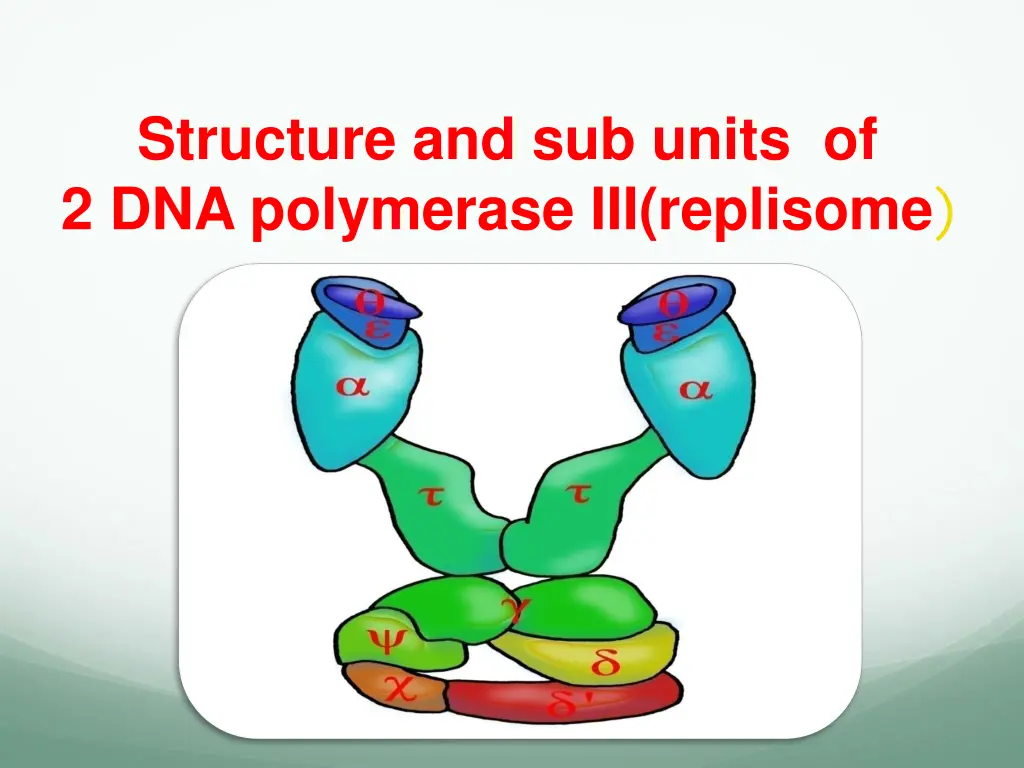 structure and sub units of 2 dna polymerase