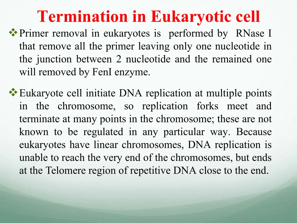 termination in eukaryotic cell primer removal