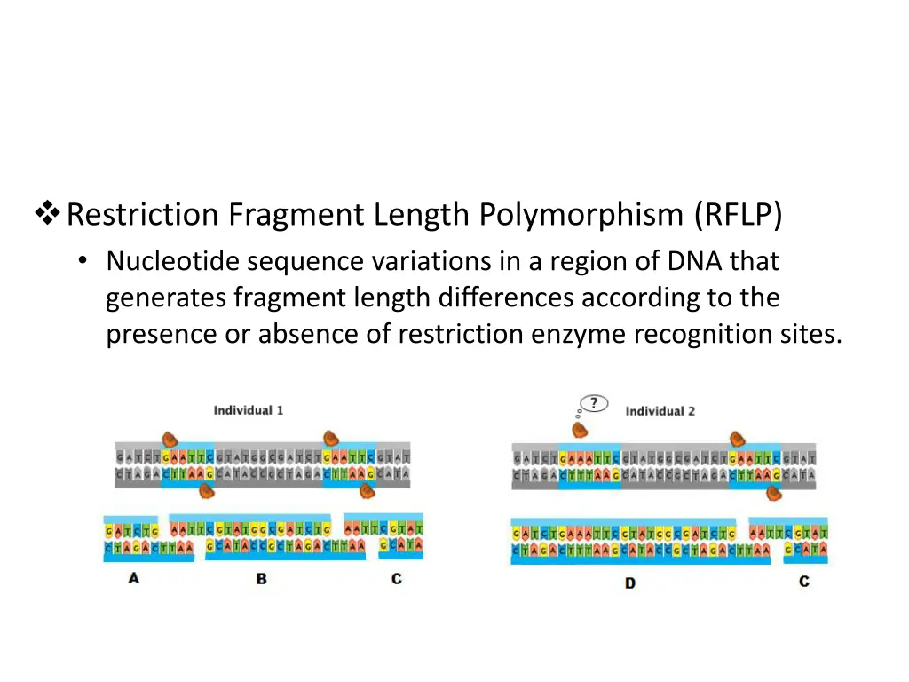 restriction fragment length polymorphism rflp 1