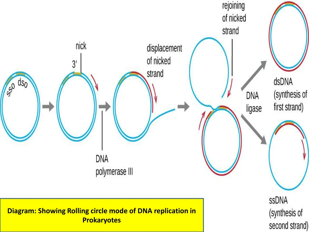 diagram showing rolling circle mode