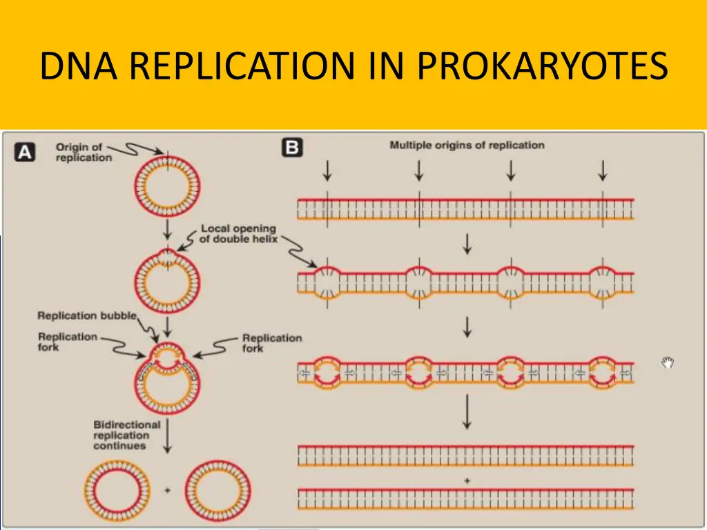 dna replication in prokaryotes 1