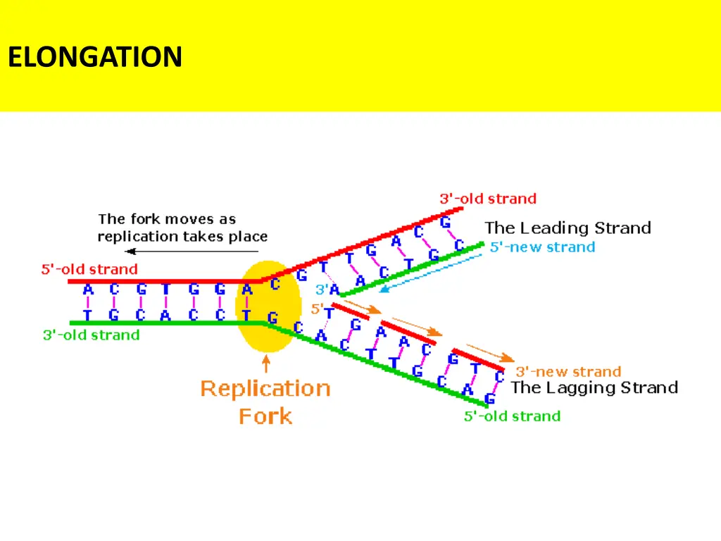 elongation 1