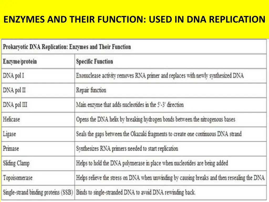 enzymes and their function used in dna replication