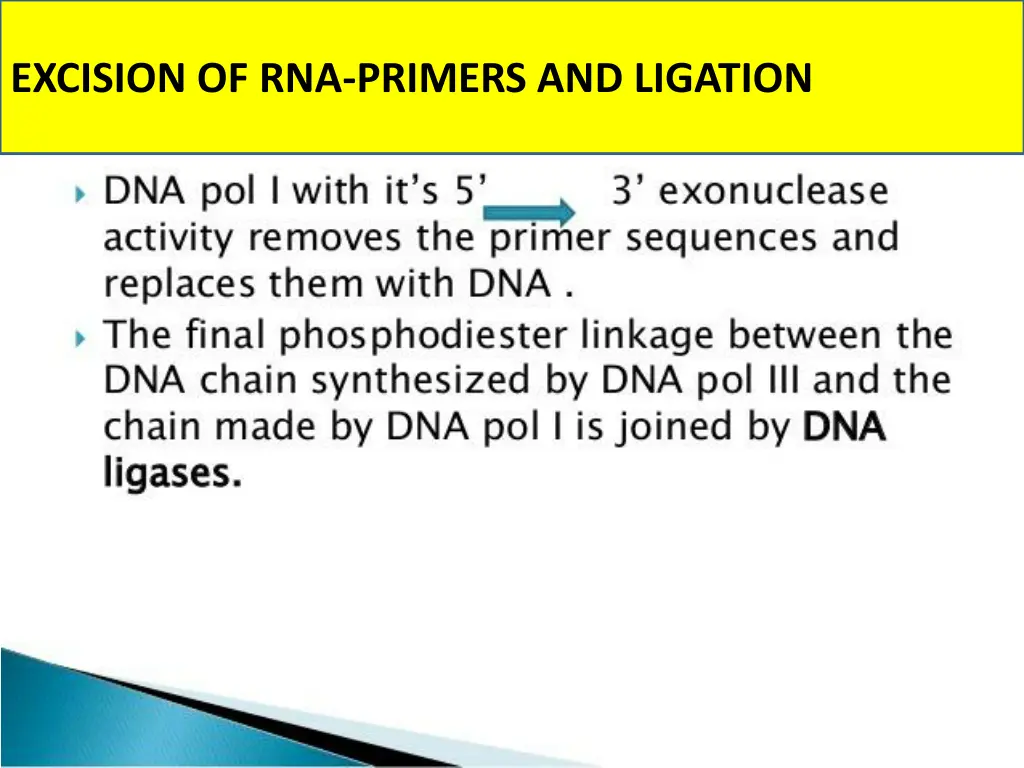 excision of rna primers and ligation