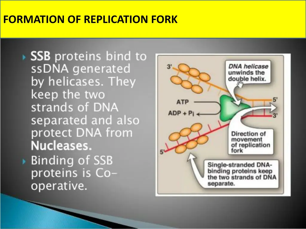 formation of replication fork