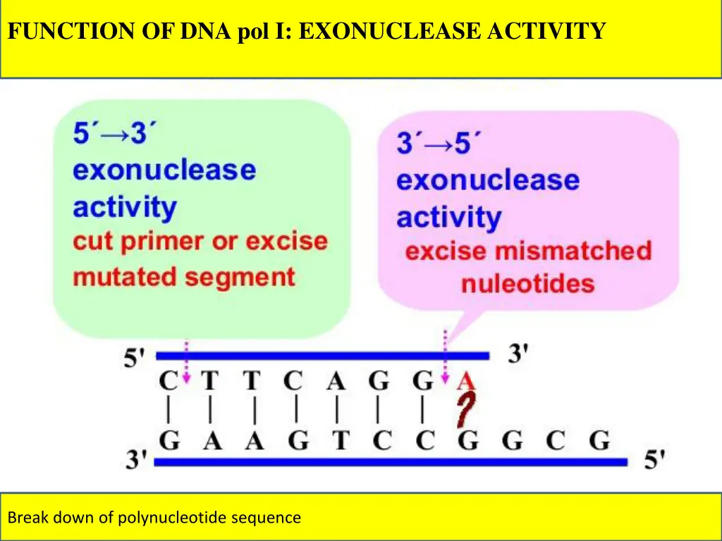 function of dna pol i exonuclease activity