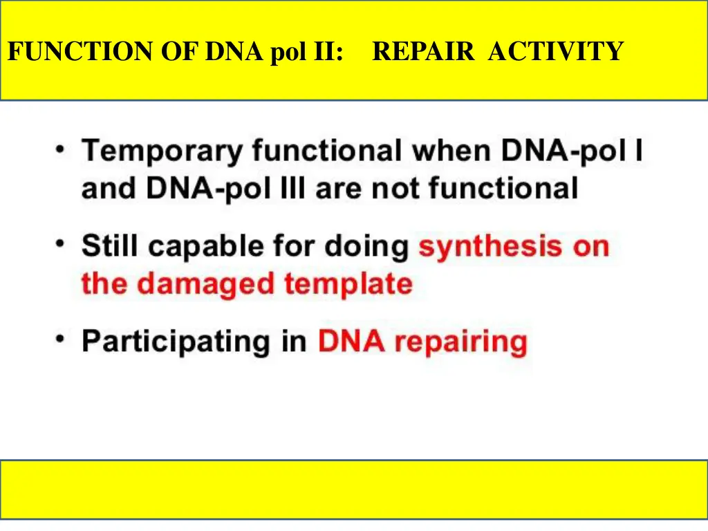 function of dna pol ii repair activity