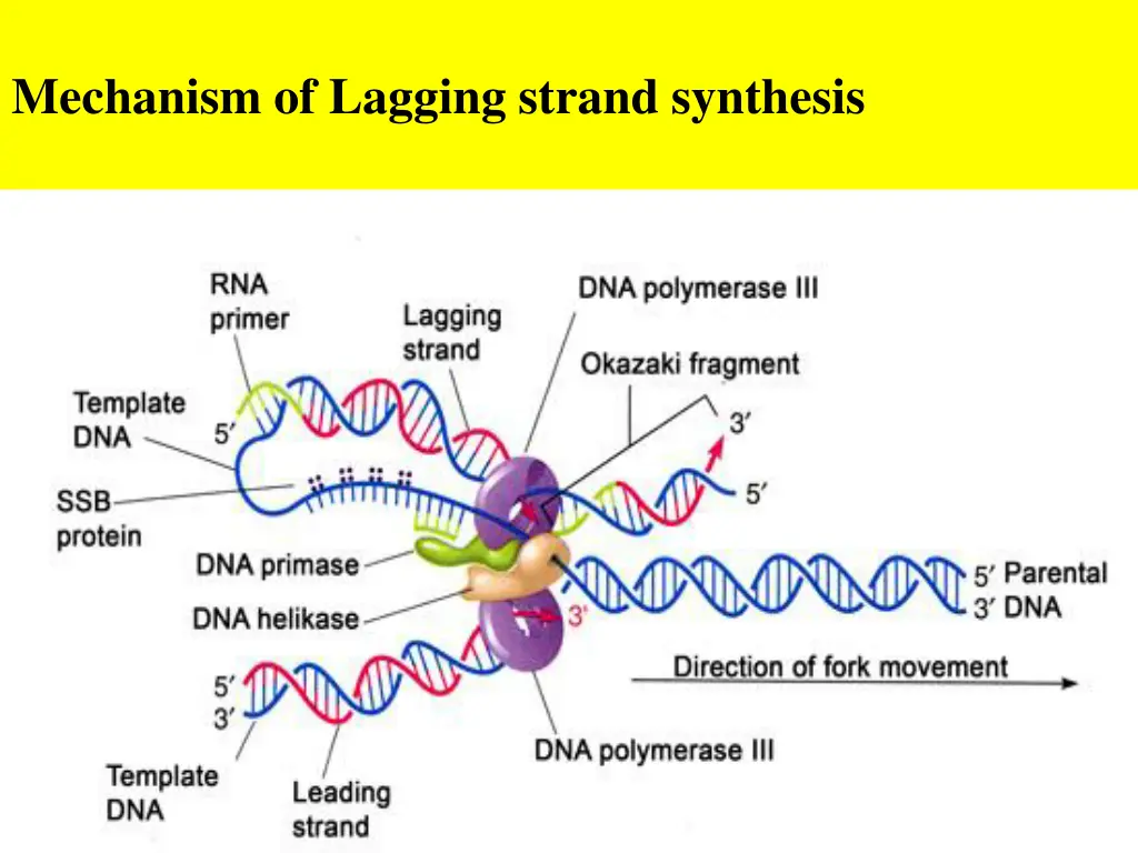 mechanism of lagging strand synthesis