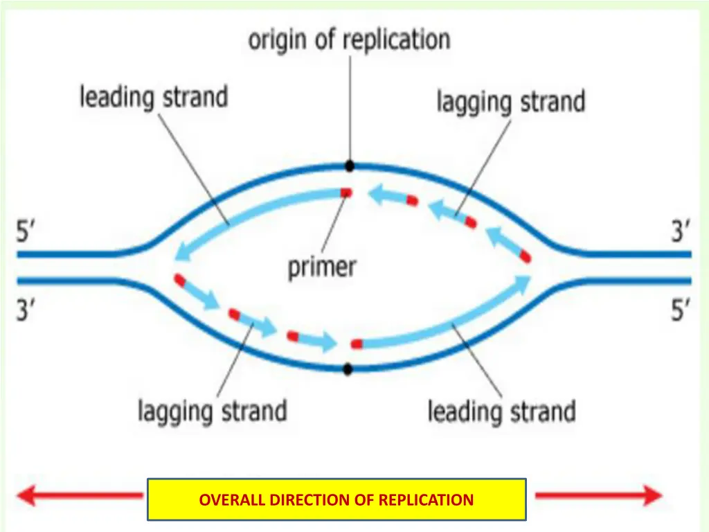 overall direction of replication