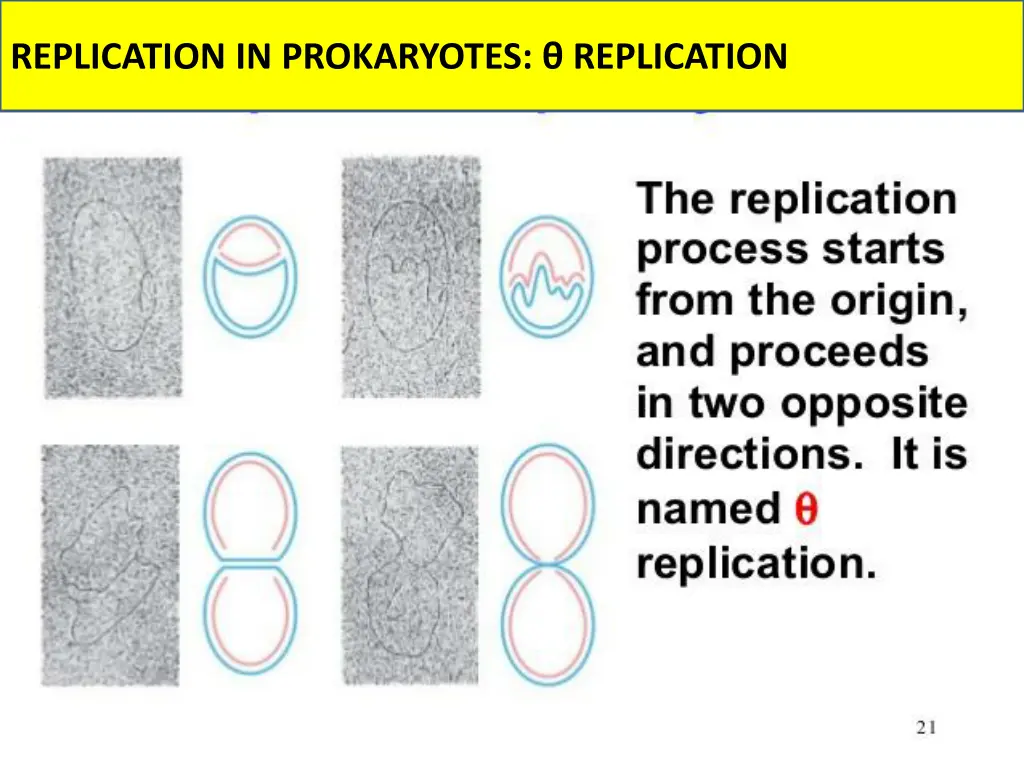 replication in prokaryotes replication