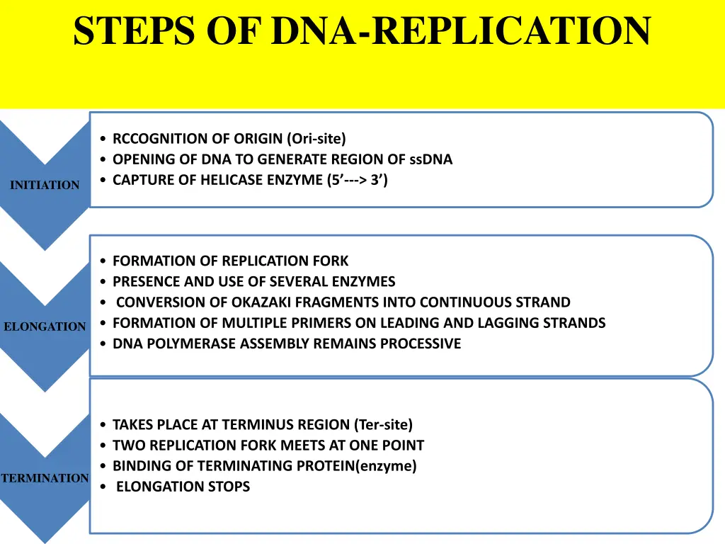 steps of dna replication