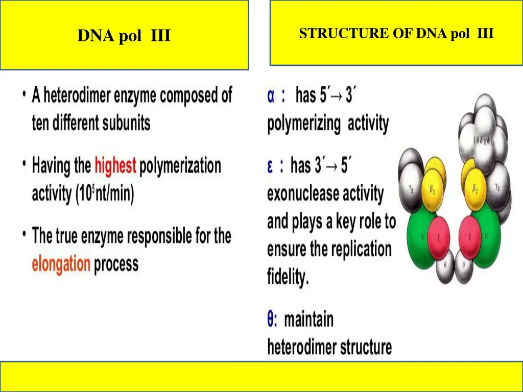 structure of dna pol iii