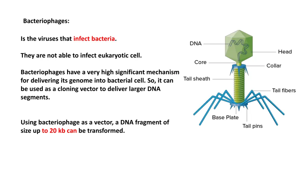 bacteriophages