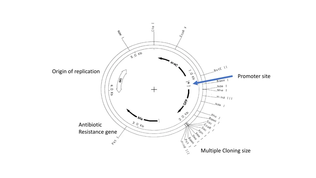 origin of replication