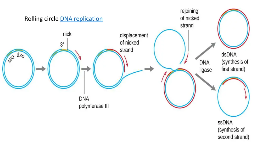 rolling circle dna replication