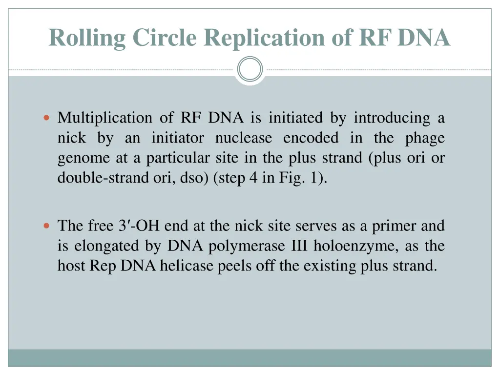 rolling circle replication of rf dna