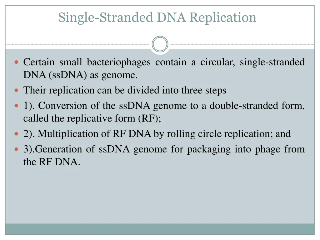 single stranded dna replication