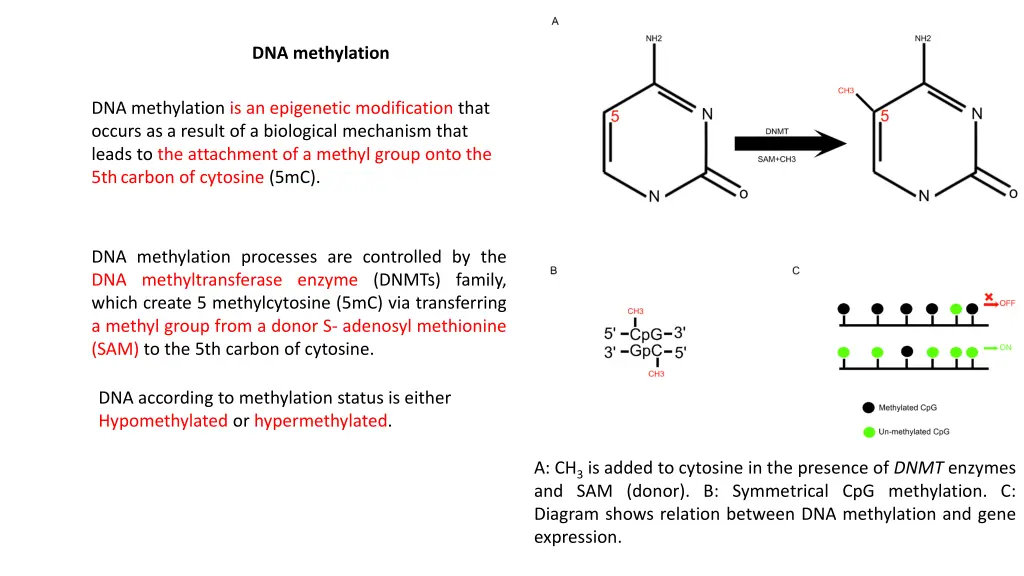 dna methylation