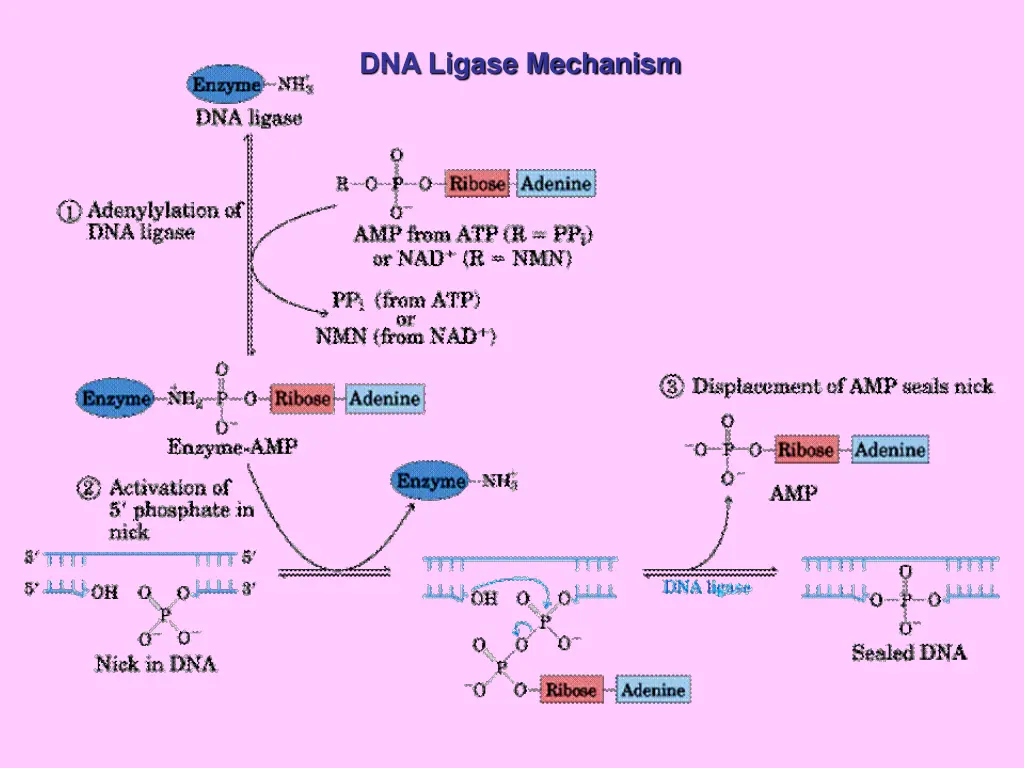 dna ligase mechanism 1