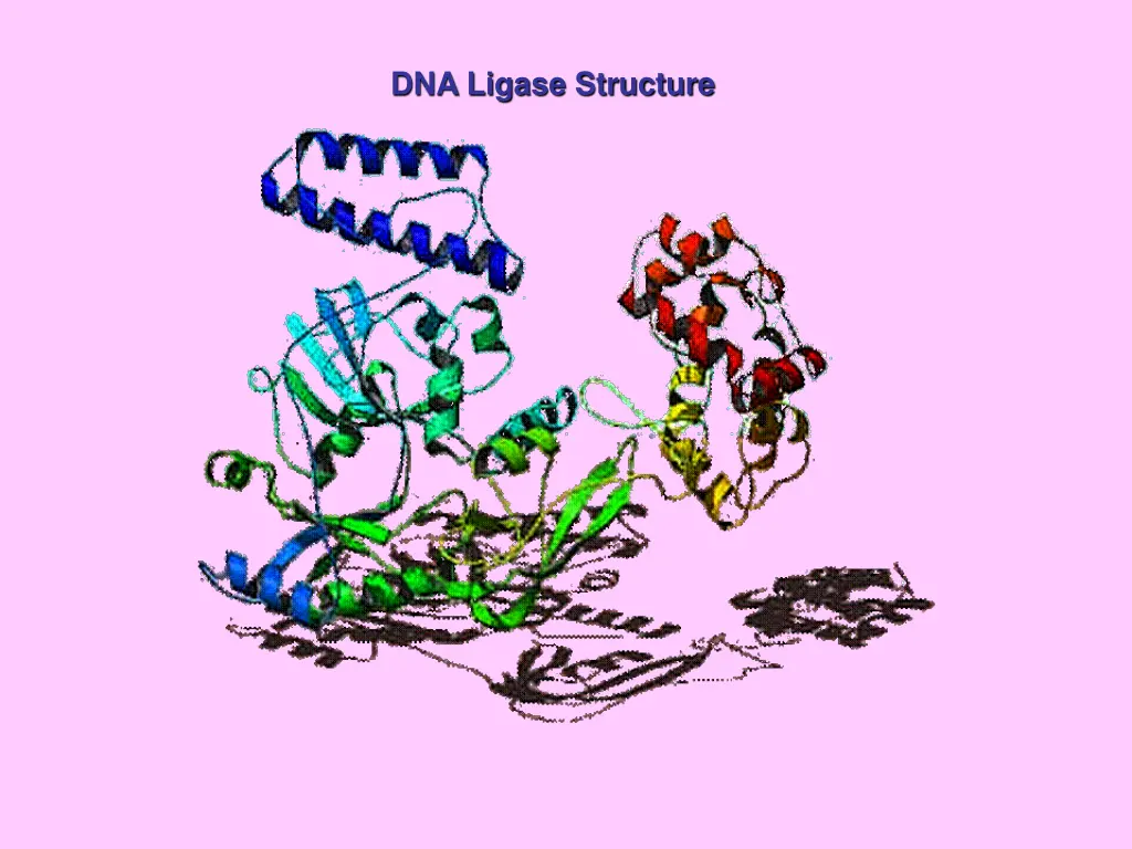 dna ligase structure