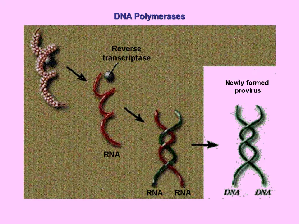 dna polymerases 1