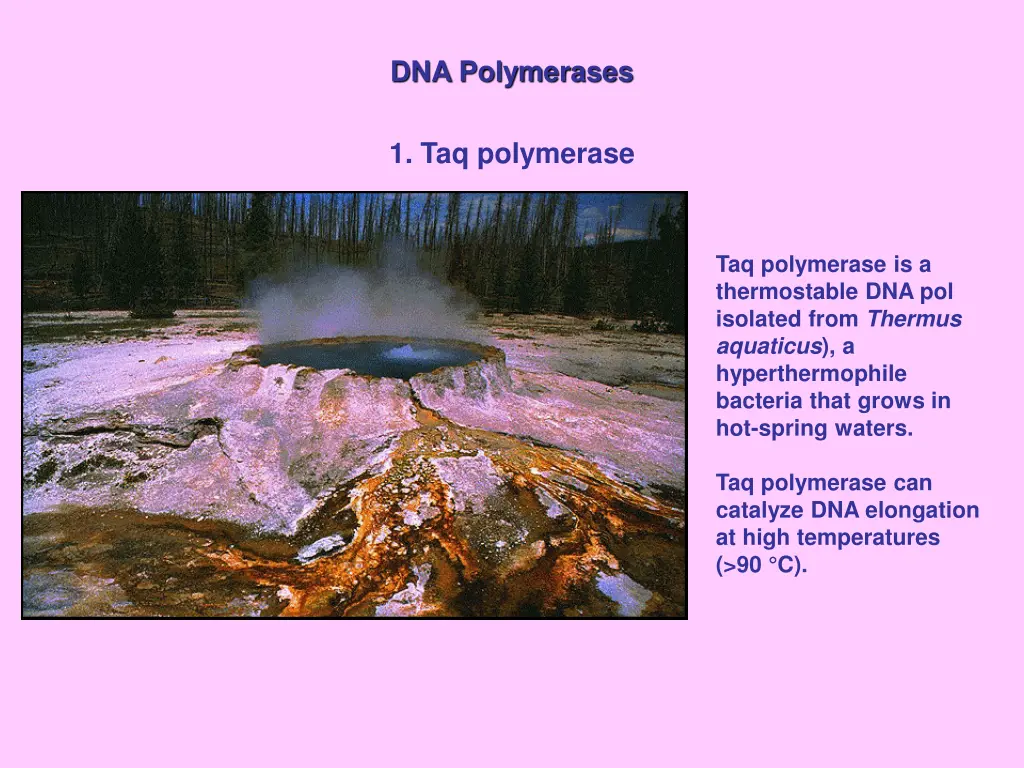 dna polymerases