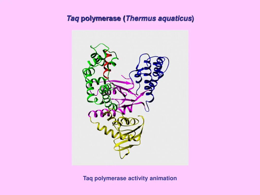 taq polymerase thermus aquaticus 1