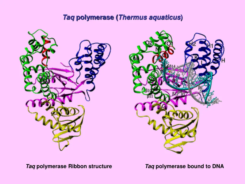 taq polymerase thermus aquaticus