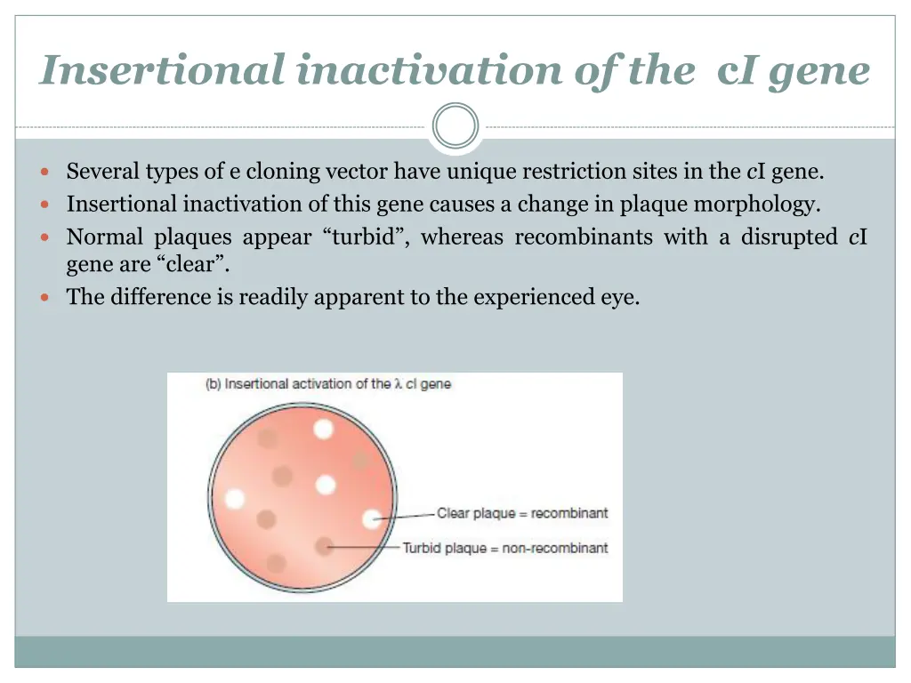 insertional inactivation of the c i gene