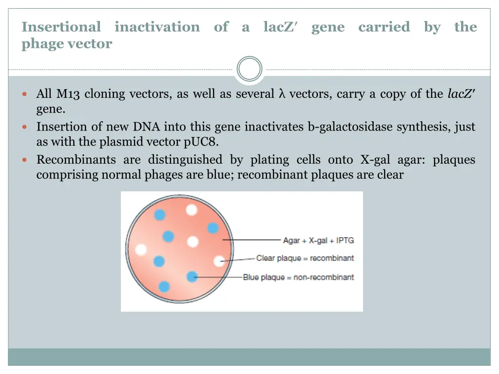 insertional phage vector