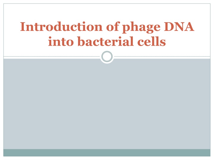 introduction of phage dna into bacterial cells