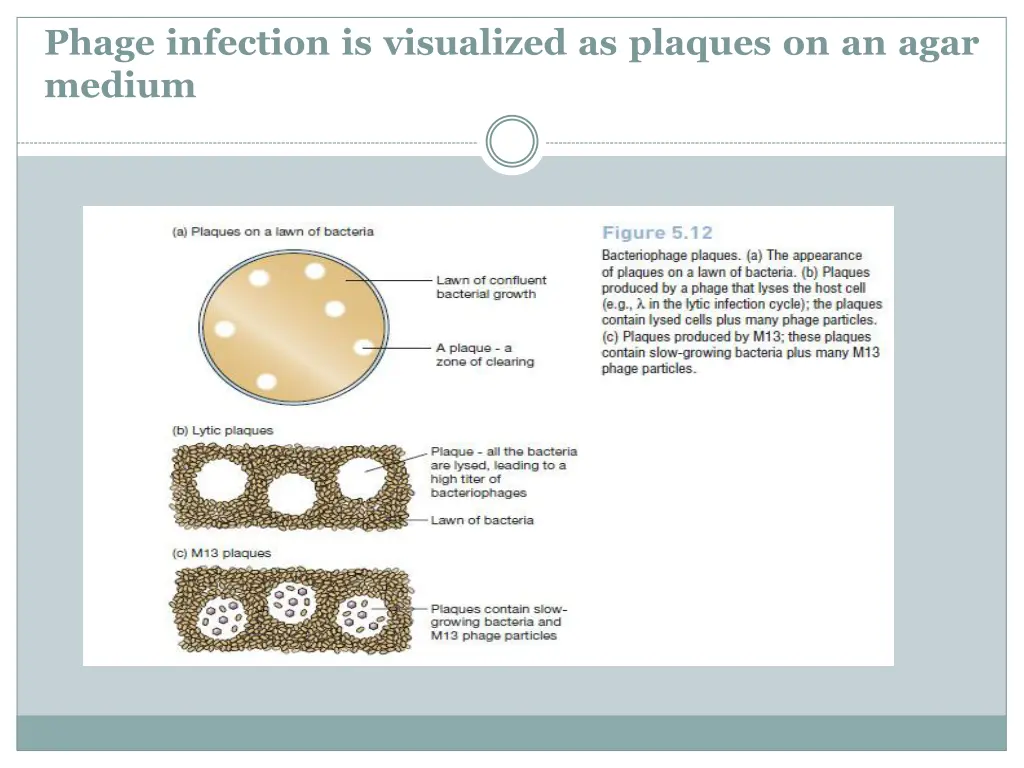 phage infection is visualized as plaques