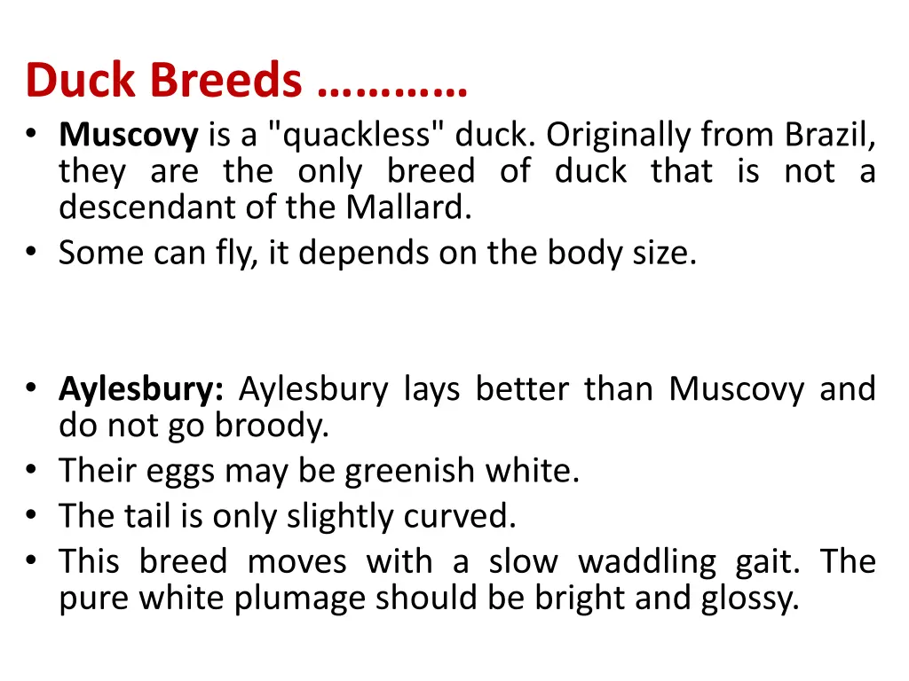 duck breeds muscovy is a quackless duck