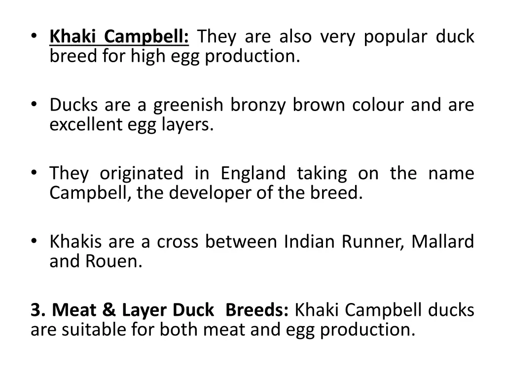 khaki campbell they are also very popular duck