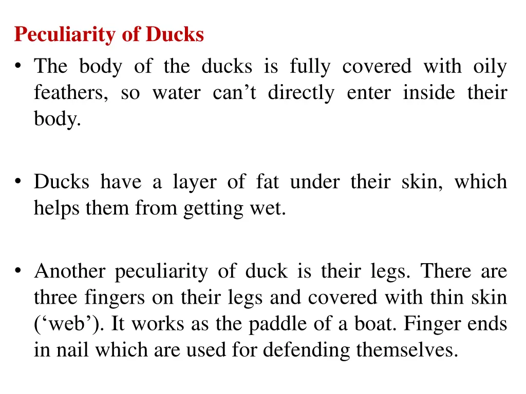 peculiarity of ducks the body of the ducks