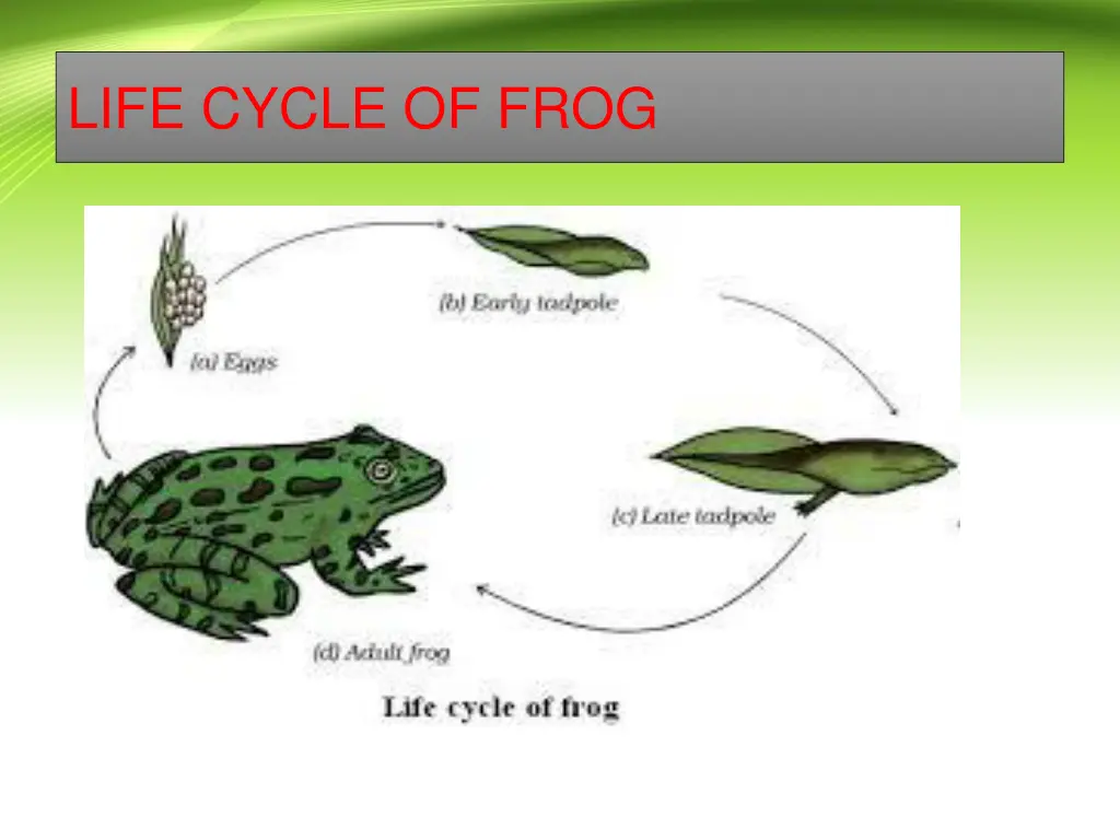 life cycle of frog