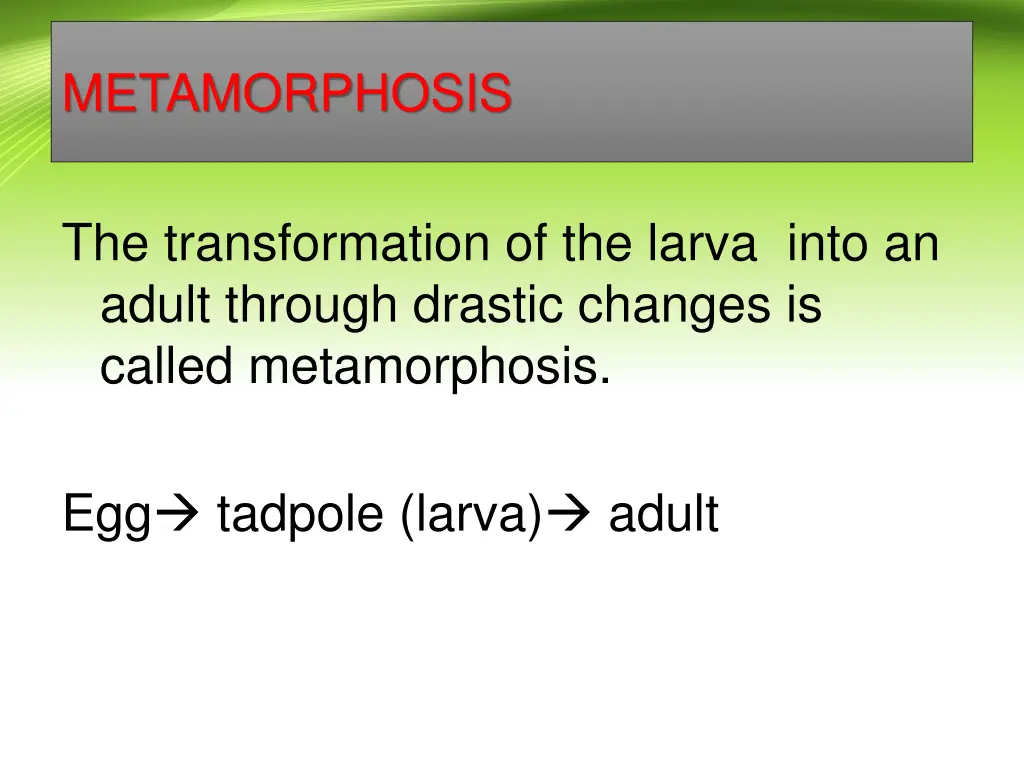 metamorphosis