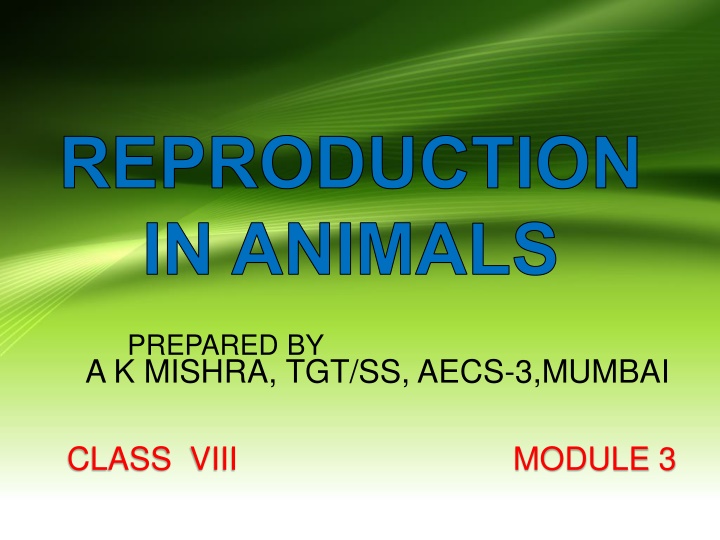 reproduction in animals