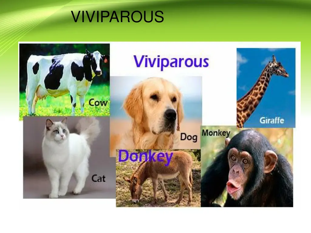 viviparous