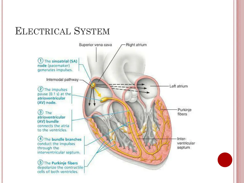 e lectrical s ystem 2