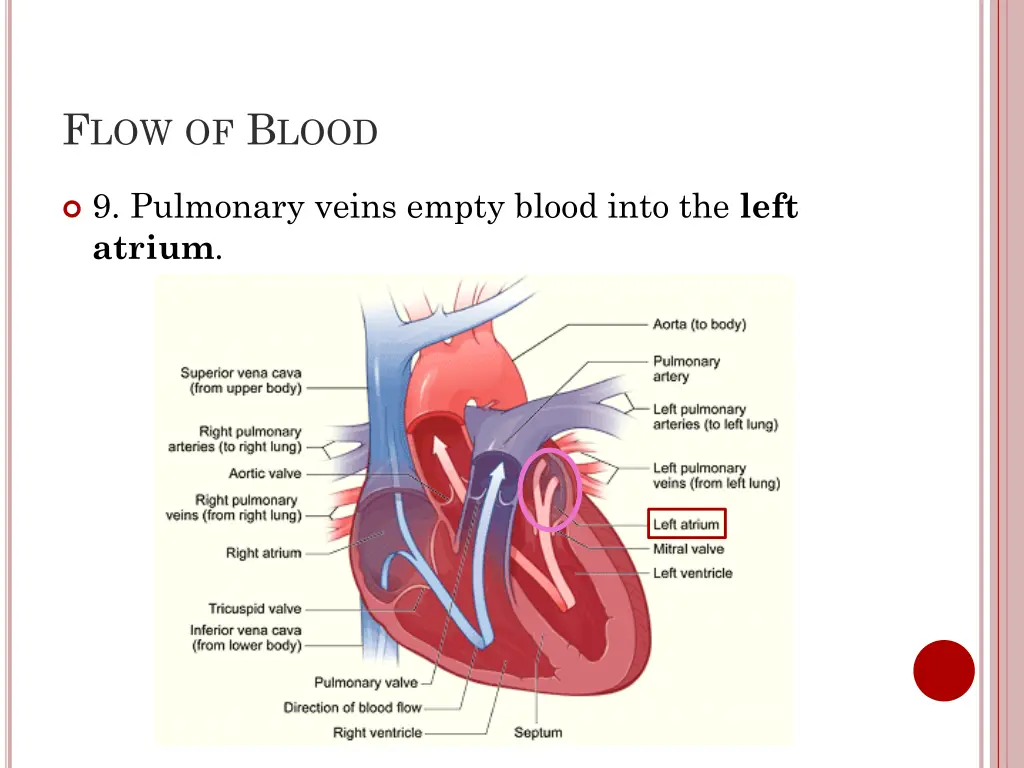 f low of b lood 8