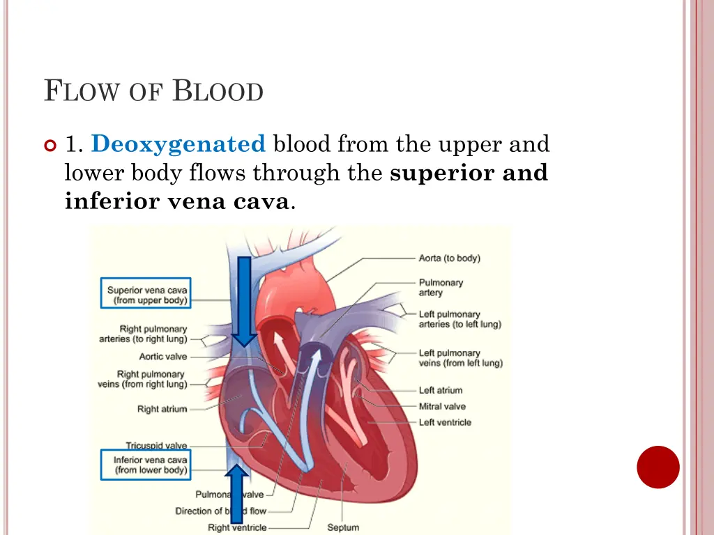 f low of b lood